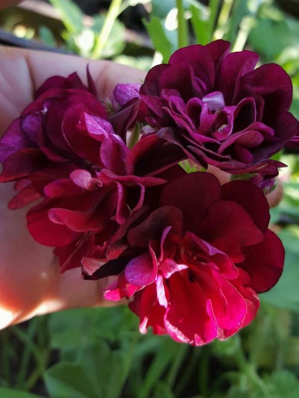 2 x Trailing Geranium 'Rosebud Tommy' -  Ivy Leaf Summer Plants in 10.5cm pots
