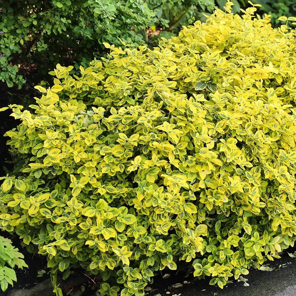 2x Euonymus Emerald n Gold Plants Evergreen Shrub Garden Spindle
