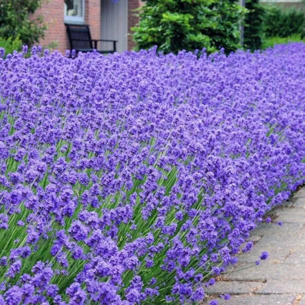 2x English Lavender Munstead Plants Hardy Garden Lavender Angustifolia 10.5c pot