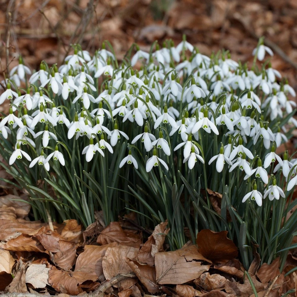 15x Snowdrop Nivalis Bulbs 4/5cm Common Snowdrops White Spring Flowers