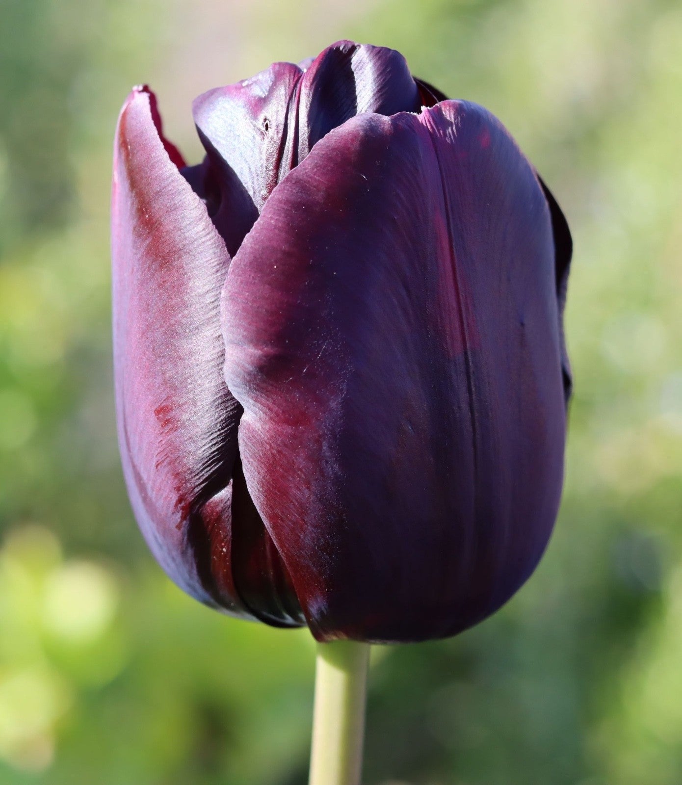 10x Tulip Queen of Night Bulbs 10/11cm Dark Purple Black Spring Flowers