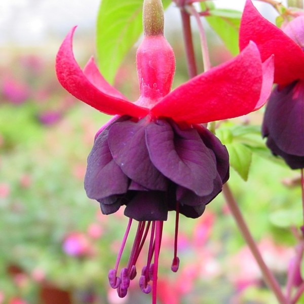 2x Fuchsia Millennium Plants Giant Flowering 9cm Pots Hardy