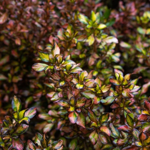 2 x Coprosma 'Glowing Embers' - Stunning Mirror Evergreen shrub in 9cm pots