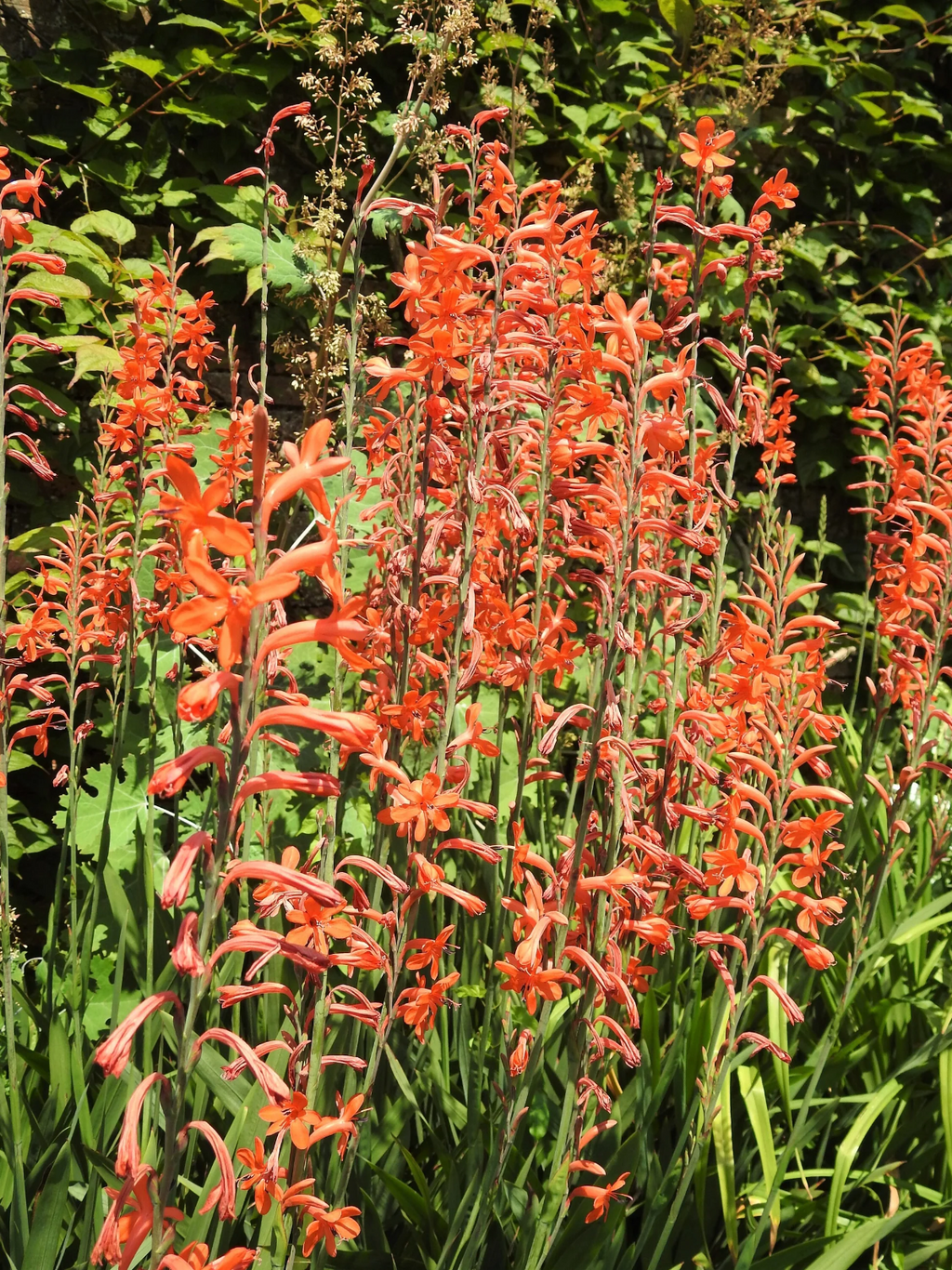 4 x Chasmanthe Floribunda African Flag Bulbs - Cobra Lily Stunning Perennial