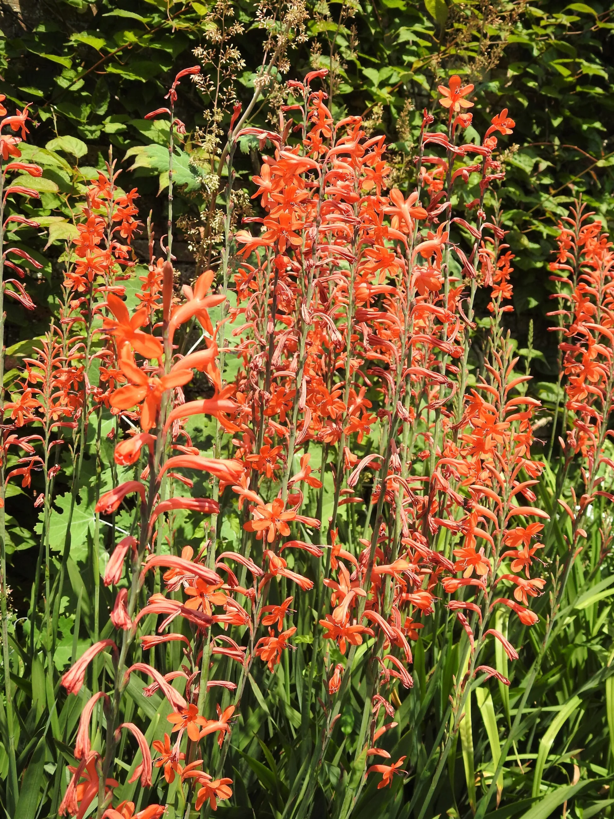 4 x Chasmanthe Floribunda African Flag Bulbs - Cobra Lily Stunning Perennial